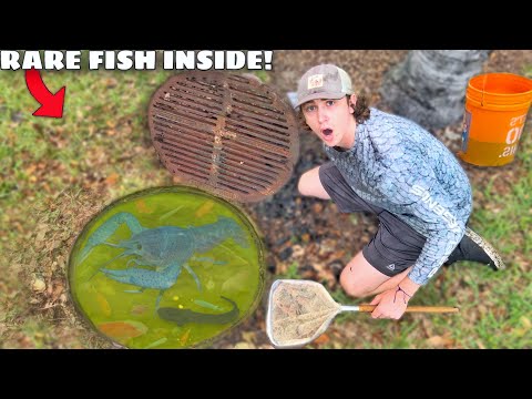 I Found a Mysterious Sewer FILLED with AQUARIUM FISH!