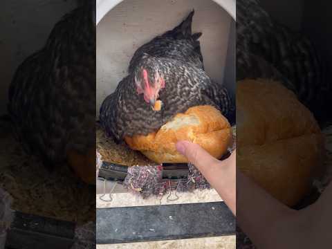 Day 6 of giving things to my broody hen. Bread bowl! #shorts #animals #farm #chickens #cute #funny