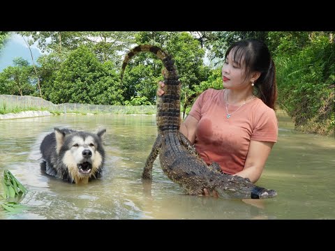 Catch strange crocodiles in fish ponds, and, harvest taro to sell at the market, Peaceful life