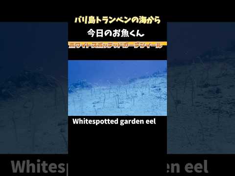 [ホワイトスポッテッドガーデンイール] #チンアナゴ じゃなかった(⁠´⁠⊙⁠ω⁠⊙⁠`⁠)⁠！ #バリ島ダイビング #gardeneel #amedbali #shorts