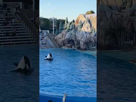 🐳 Orca Encounter | SeaWorld San Diego #shorts