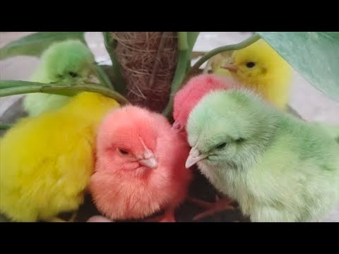 Small colorful chicken chick chirping | Hen baby | Cute happy chick | Free chicks sound