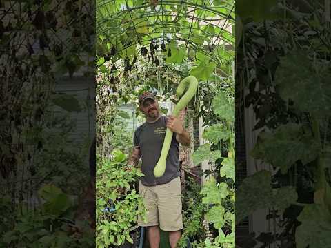 A Must Grow in 2025, Rampicante Zucchini from Baker Creek || DHBG