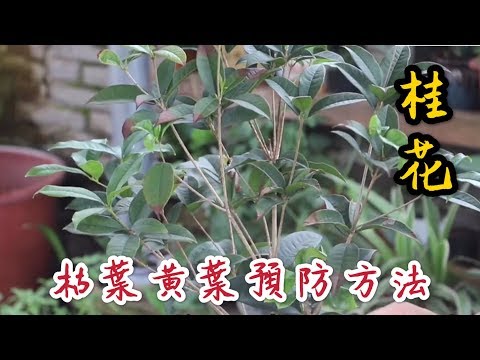 【天天小花農】桂花若有枯葉黃葉，處理不及時會侵害整棵植株，平時養護這樣預防