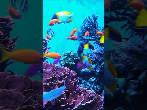 Aquarium video 4k - colorful coral reef jellyfish - relaxing music, deep healing