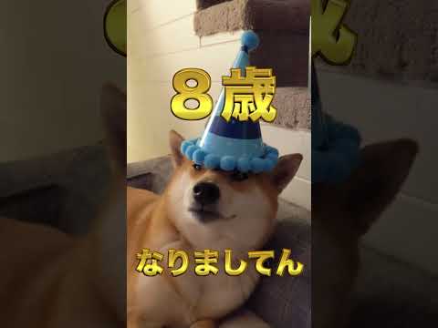 誕生日を節分に持っていかれた柴犬から一言あるようです。