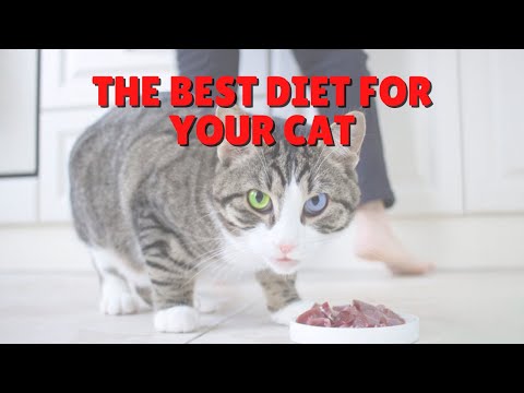 Finding The Best Food For Cats | Two Crazy Cat Ladies #shorts