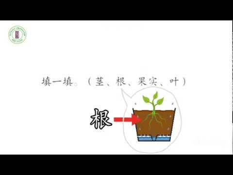 在果园：各种果树 (练习)