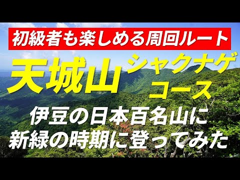 天城山 シャクナゲコース 初級者も楽しめる周回ルート 伊豆の日本百名山に新緑の季節に登ってみた 2022年5月28日