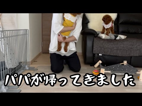 パパが帰って来ました【トイプードル】2匹の温度差ヤバいです