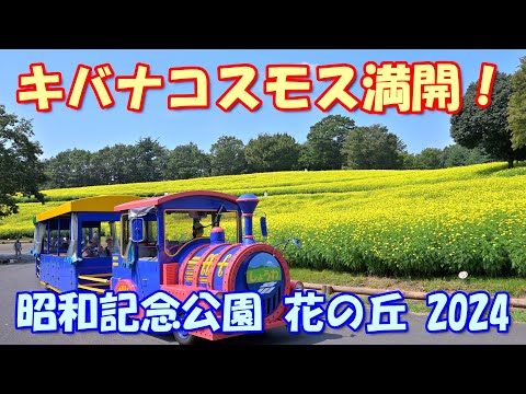 【4K】キバナコスモス満開！昭和記念公園2024