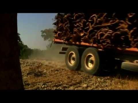 Cork Harvesting - APCOR