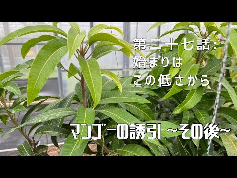 【第二十七話】そんなに伸びるの！？生命力が強すぎる、、、 〜 誘引その後 〜