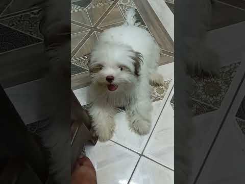 asong makukulit ,sobrang Cute