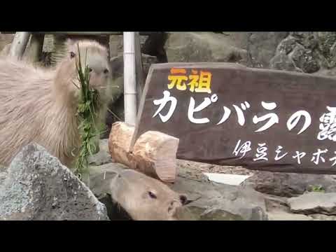 【おまけあり】42nd 元祖カピバラの露天風呂 開幕草カット(伊豆シャボテン動物公園)