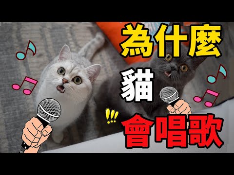 貓為什麼會唱歌？貓貓唱歌祝我節日快樂！？新年喵喵歌 Jingle Bells，太魔性了吧！