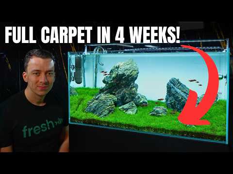 MAKING A CLASSIC ROCK AQUASCAPE FOR GALAXY RASBORAS! Aquascape Tutorial