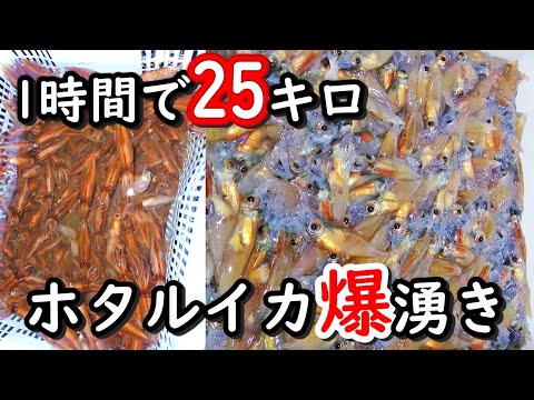 富山のホタルイカ身投げで取り放題　2024年は爆湧きで掬い放題で大漁【縦動画】