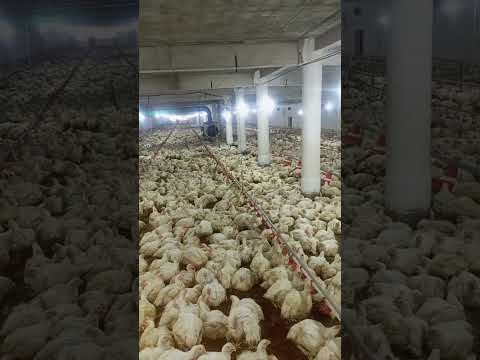 Poultry farm #broilerchickenfarming #murgifarm #desimurgifarmbusiness  #poultryfarmingbusiness