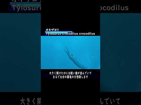 オキザヨリ #水中映像 #魚