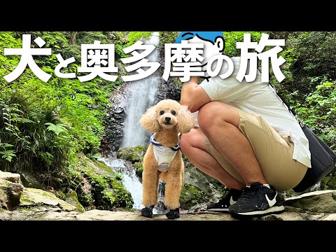 【犬とお出かけ】初めての山登りにワクワクが止まらない愛犬