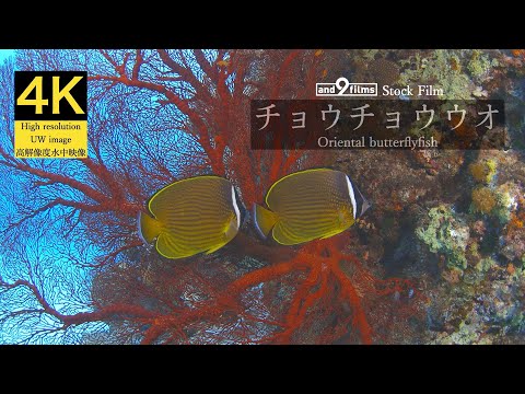 【4K 水中映像】チョウチョウウオ / Oriental butterflyfish / Chaetodon auripes