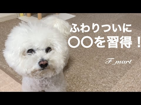 ふわりついに〇〇を習得！　ｰビションフリーゼ犬ｰ