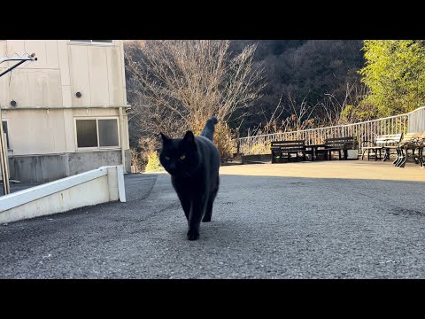 坂道で追いかけてくる黒ねこちゃん　No.８３１　に　２０２４年　１２月２０日　８：００　のくろねこちゃん　black cat