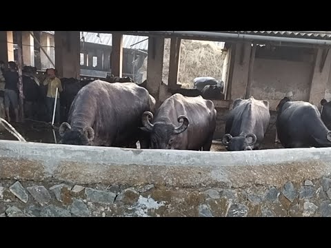 BUFFALO FARMING Boom in India | Discussion with Krishi sansar.