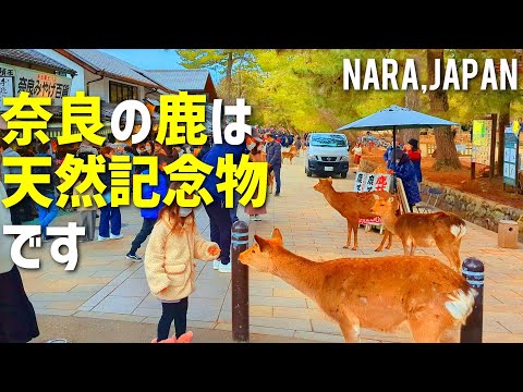 【奈良公園】鹿と触れ合いながら東大寺への散策を楽しむ旅