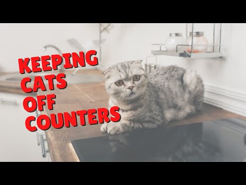 Keeping Cats Off Of Counters | Two Crazy Cat Ladies #Shorts