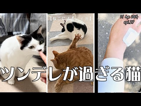 ツンデレが過ぎる猫【ねこによる。ｃｈ】epi.27　猫の爪切り｜猫のツンデレ｜猫に噛まれる｜保護猫｜野良猫｜