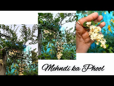 Mehndi Ke Poudhe Me Phool  #karigardidi #flowers  #mehndi #viralvideo