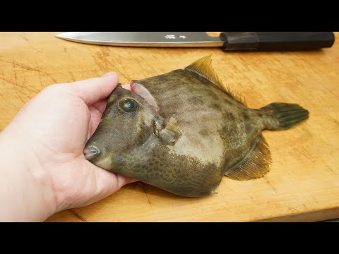 カワハギのさばき方と刺身の作り方（肝醤油）　filefish sashimi