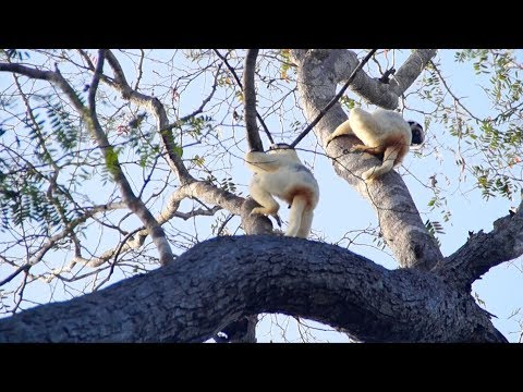 Lemurenforschung auf Madagaskar