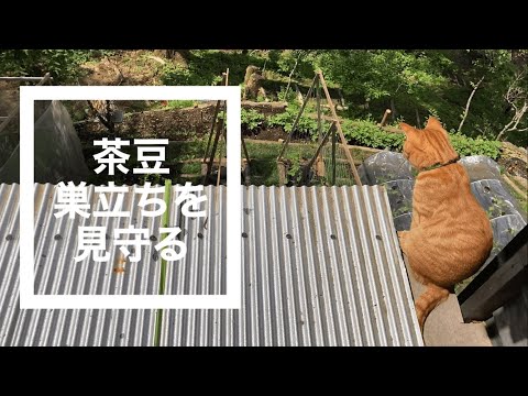 猫がミソサザイの小鳥の巣立ちを見守る,茶豆ときどきミソサザイ,山中湖村の森に移住,地方移住, ミソサザイ/Wren-野鳥/Wild birds,no62 @bokuchamame