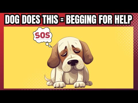 15 Critical Signs Your Dog Is Begging For Help