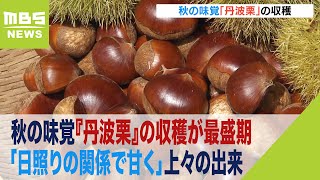 「日照りの関係で甘く」秋の味覚『丹波栗』の収穫が最盛期　京都・綾部市（2023年10月8日）