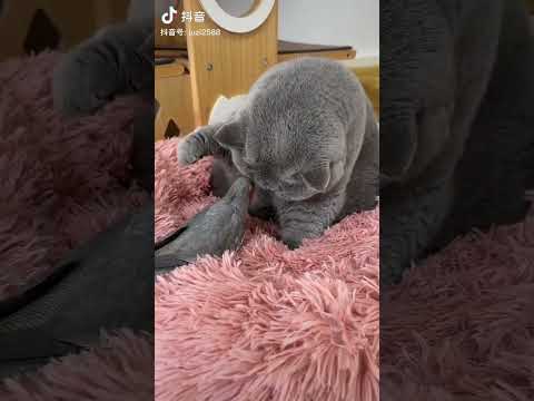 Cat loving with parrot #ytshorts #shot #cat