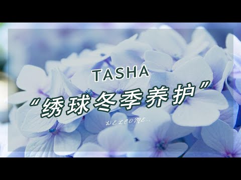 想要绣球春季开花，你需要这么做