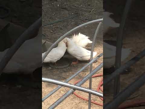 Ducks butt soaking up ALL the water 😡 get out of there! #ducks #backyardchickens #duck #ducky