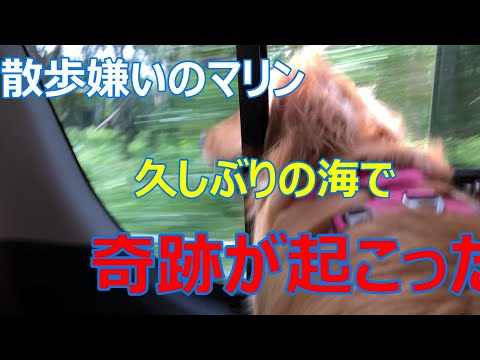 ６月１7日コロナ自粛が解除され久しぶりにドライブしながら湘南まで犬をお散歩と泳がせに行ってきました。そこである奇跡が起こりマリンちゃんは大喜びご満悦。