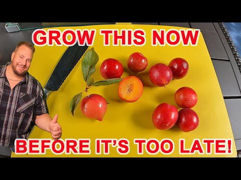 Grow This Delicious Fruit Tree NOW Before It's Too Late!