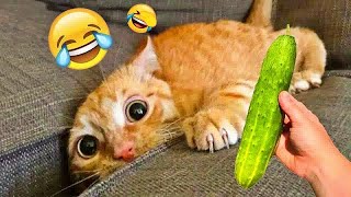 THE FUNNIEST PET VİDEOS OF THE YEAR! 🤣 | BEST COMPİLATİONS😻🐶PART 9