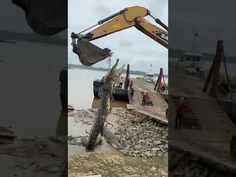 Buaya Bujang  Igan Di Tangkap Lokasi Jambatan Igan Mukah