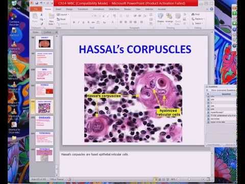 Medical School Pathology, 2013 Season, Session #54: WBC-III and Hem-Lab-I