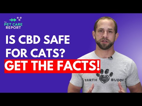 CBD for Cats- Is it Safe, and Should You Use It?