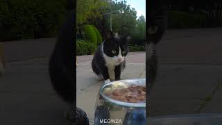 Remote-controlled feeding 😻 Feeding Stray Cats ❤️|| #cat #straycat #shorts