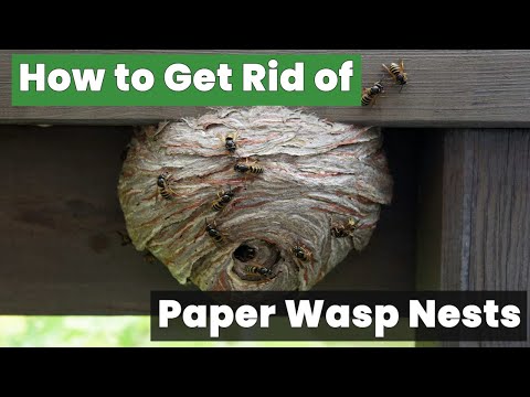 How to Get Rid of Paper Wasp Nests Without Getting Stung!