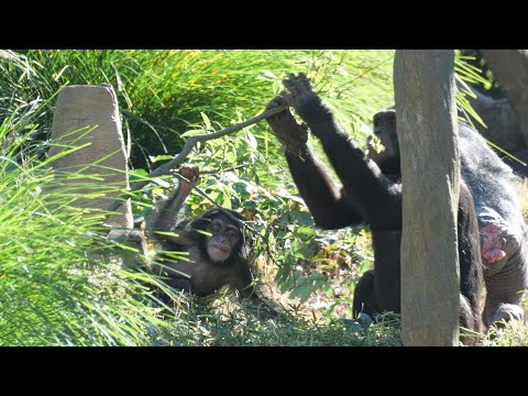 Kosachi started to move away from Mom a little. And splendid Haru.　Yokohama Zoo Chimpanzee 202412